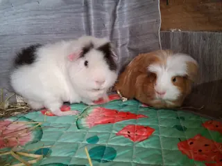 Guinea Pig rodents Guinea pig boars - Advert 2