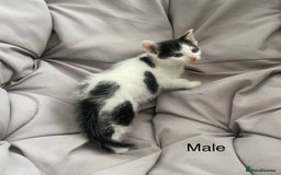 Turkish Van cats for sale: SUPER CUTE LITTLE RASCALS - Image 8