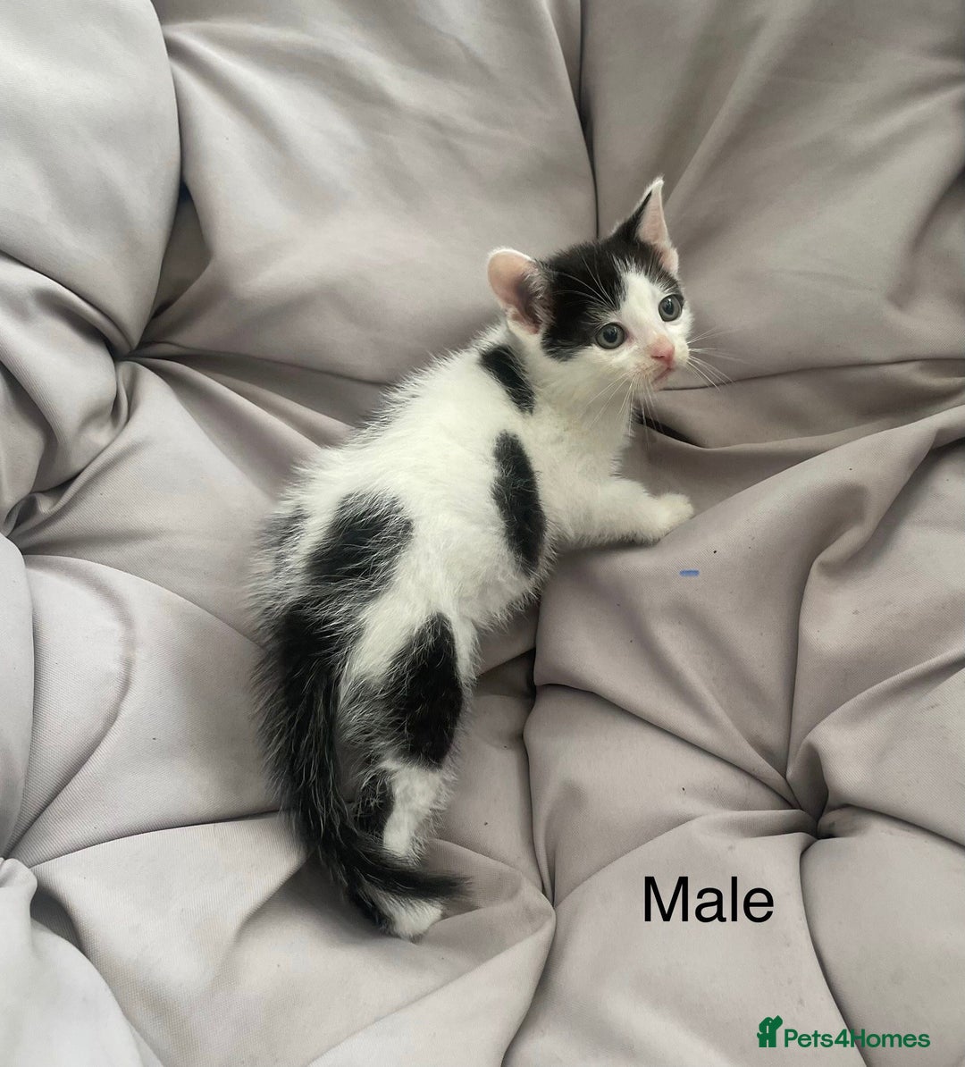 Turkish Van cats for sale: SUPER CUTE LITTLE RASCALS - Image 8