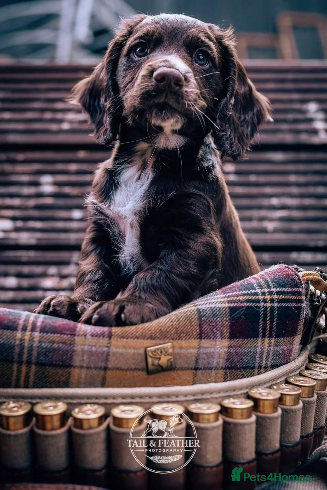 Cocker Spaniel dogs for sale: Working cocker spaniel puppies  in Ongar - Advert 10