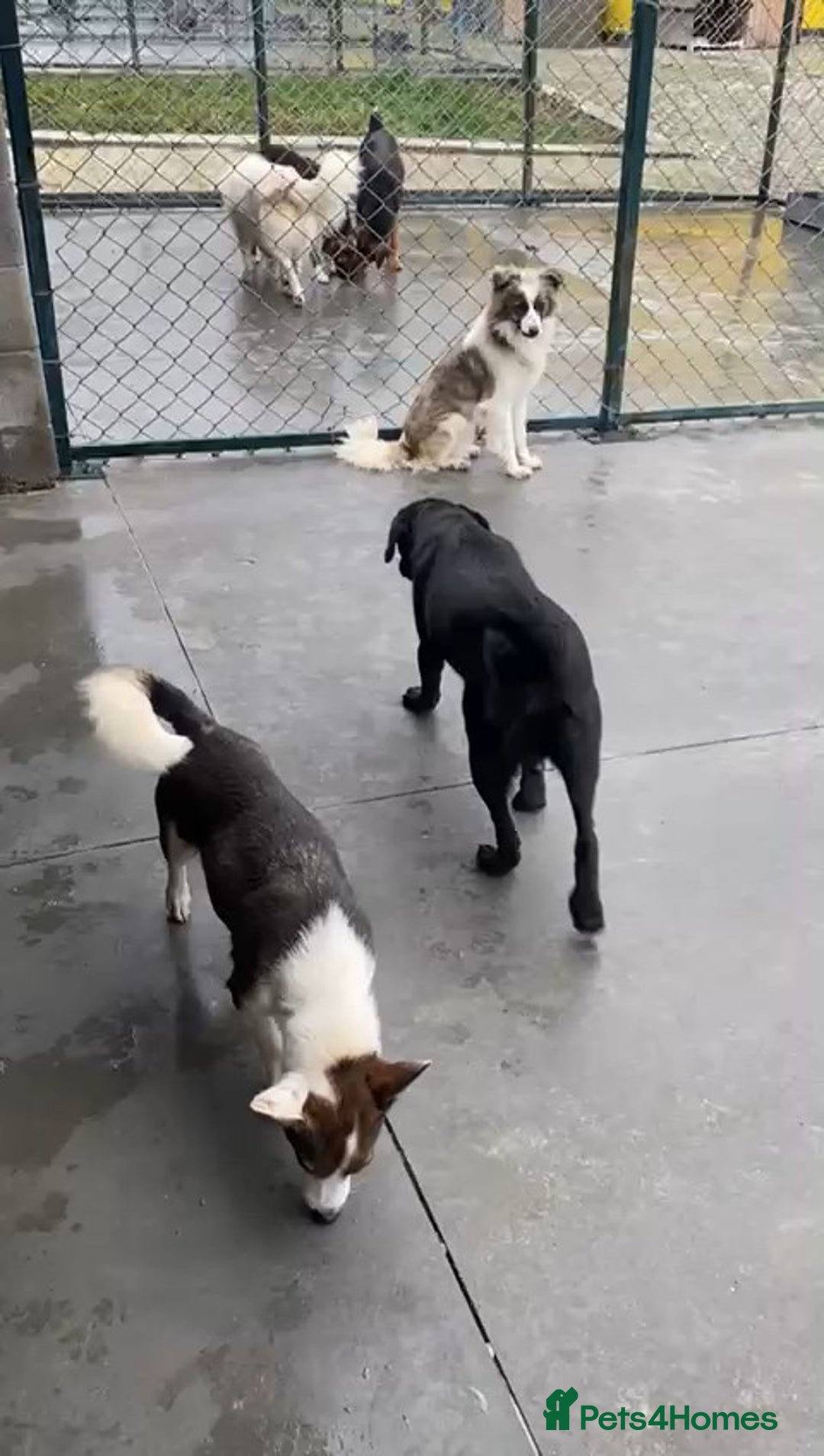 Mixed Breed dogs for adoption: Dorrie, 5 years approx. Available for adoption. - Advert 4