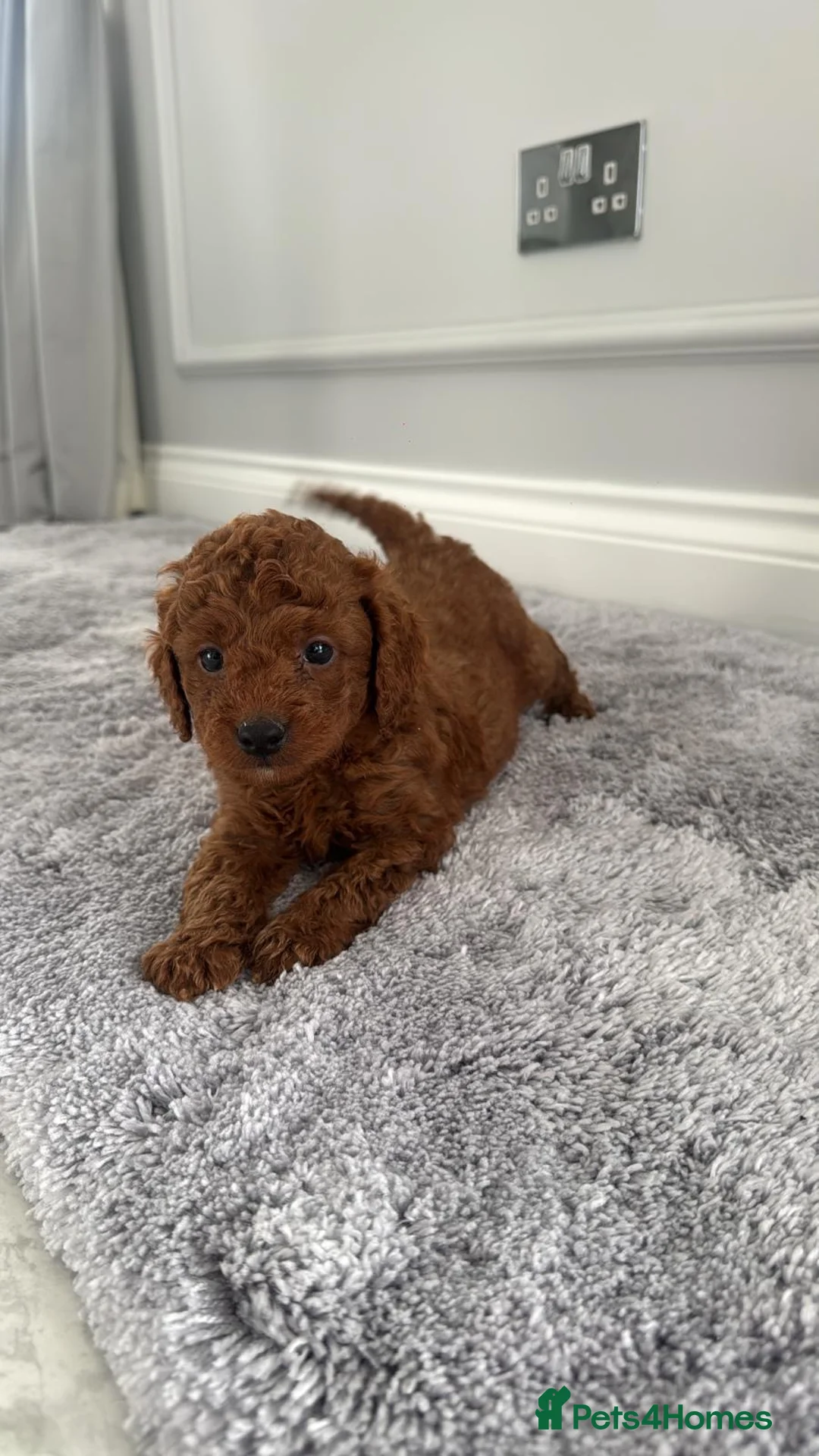 Cockapoo dogs for sale: Stunning Beautiful F1b Cockapoo Girl  - Advert 1