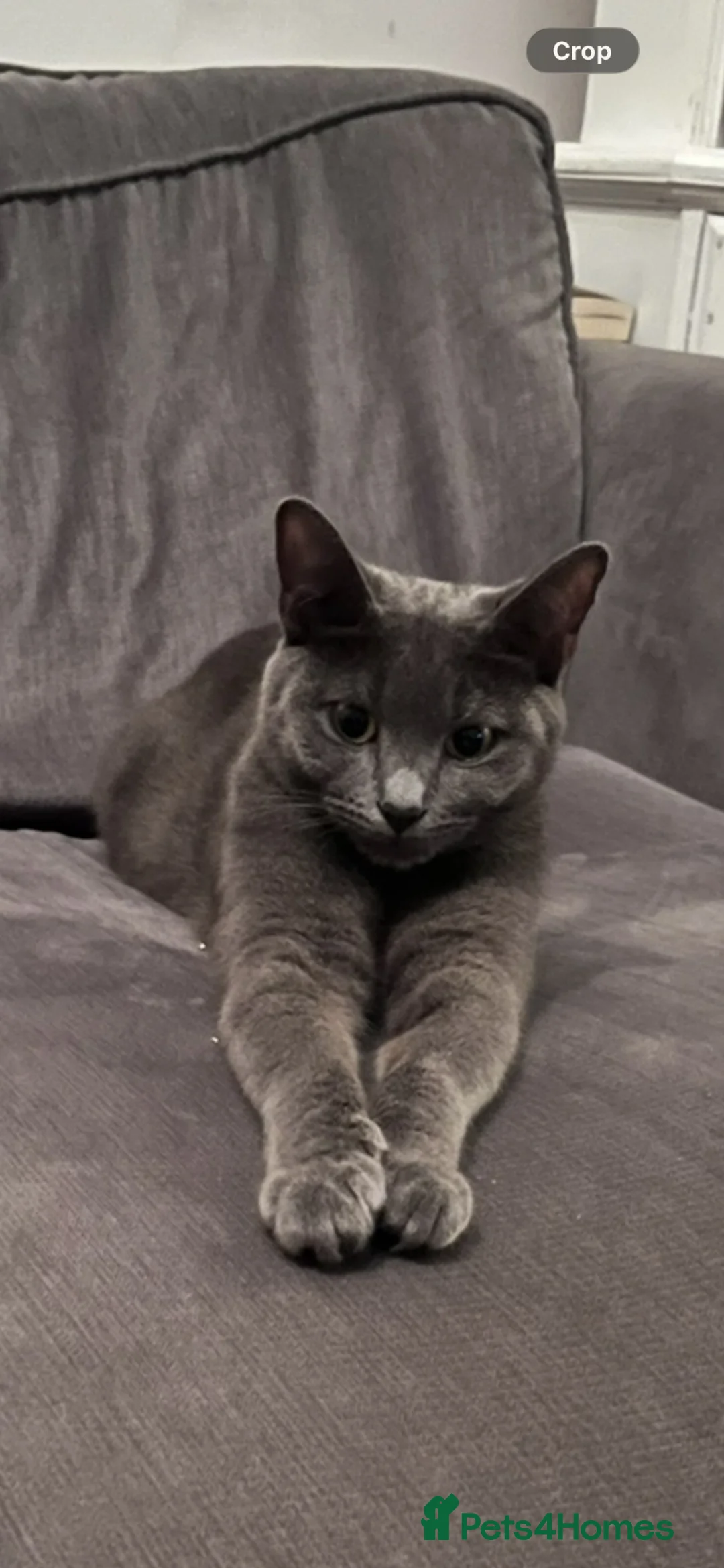 Mixed Breed cats for sale: Female Russian blue kitten - Advert 10
