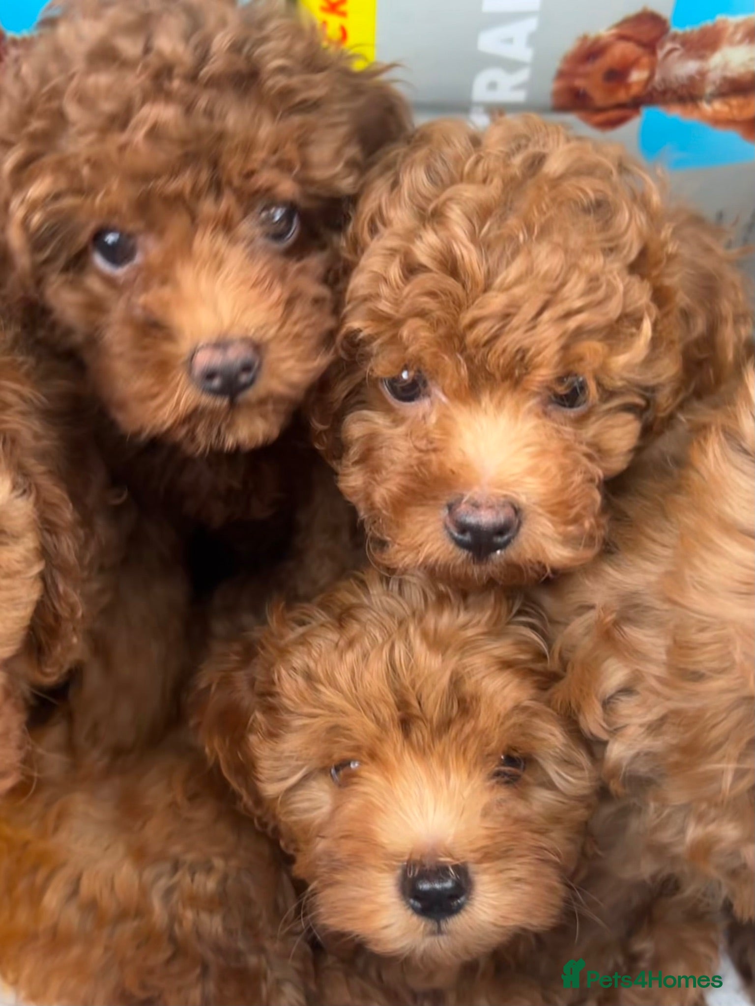 Cavapoo dogs Most beautiful Asian F1B Cavapoos - Advert 1