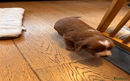 Cocker Spaniel dogs for sale: Beautiful working cocker spaniel puppies  - Image 9