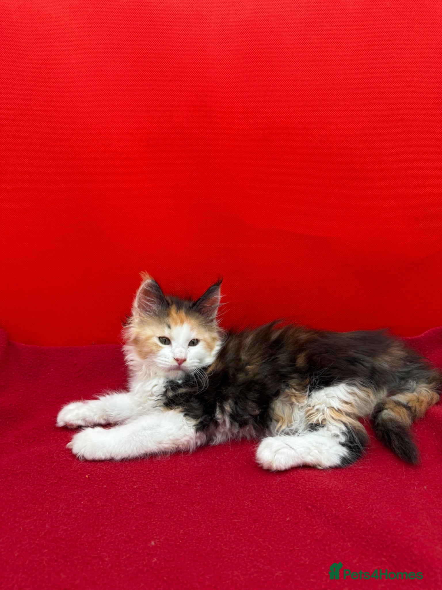 Maine Coon cats TICA Reg Maine Coon Kittens Red & Tortie Babies - Advert 6