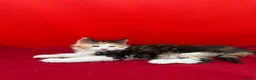 Maine Coon cats for sale: TICA Reg Maine Coon Kittens Red & Tortie Babies - Advert 10