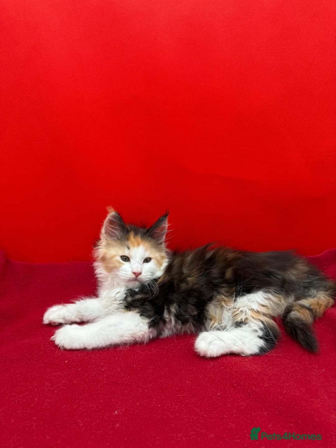 Maine Coon cats for sale: TICA Reg Maine Coon Kitten only one Red boy left  - Advert 2