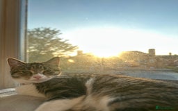 Mixed Breed cats for sale: Short Haired Tabby Female - Image 4