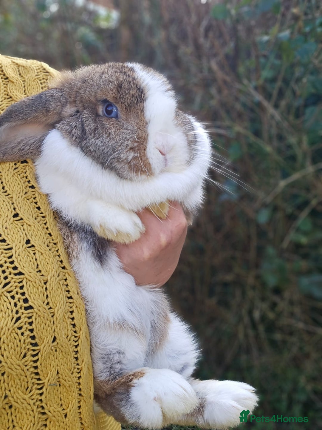 Mini Lop rabbits for sale: Beautiful Agouti Split Mini Lop Doe - Image 2