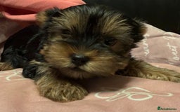Yorkshire Terrier dogs for sale: Tiny Yorkshire Terriers for sale - Image 6