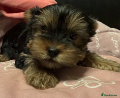 Yorkshire Terrier dogs - Advert 7