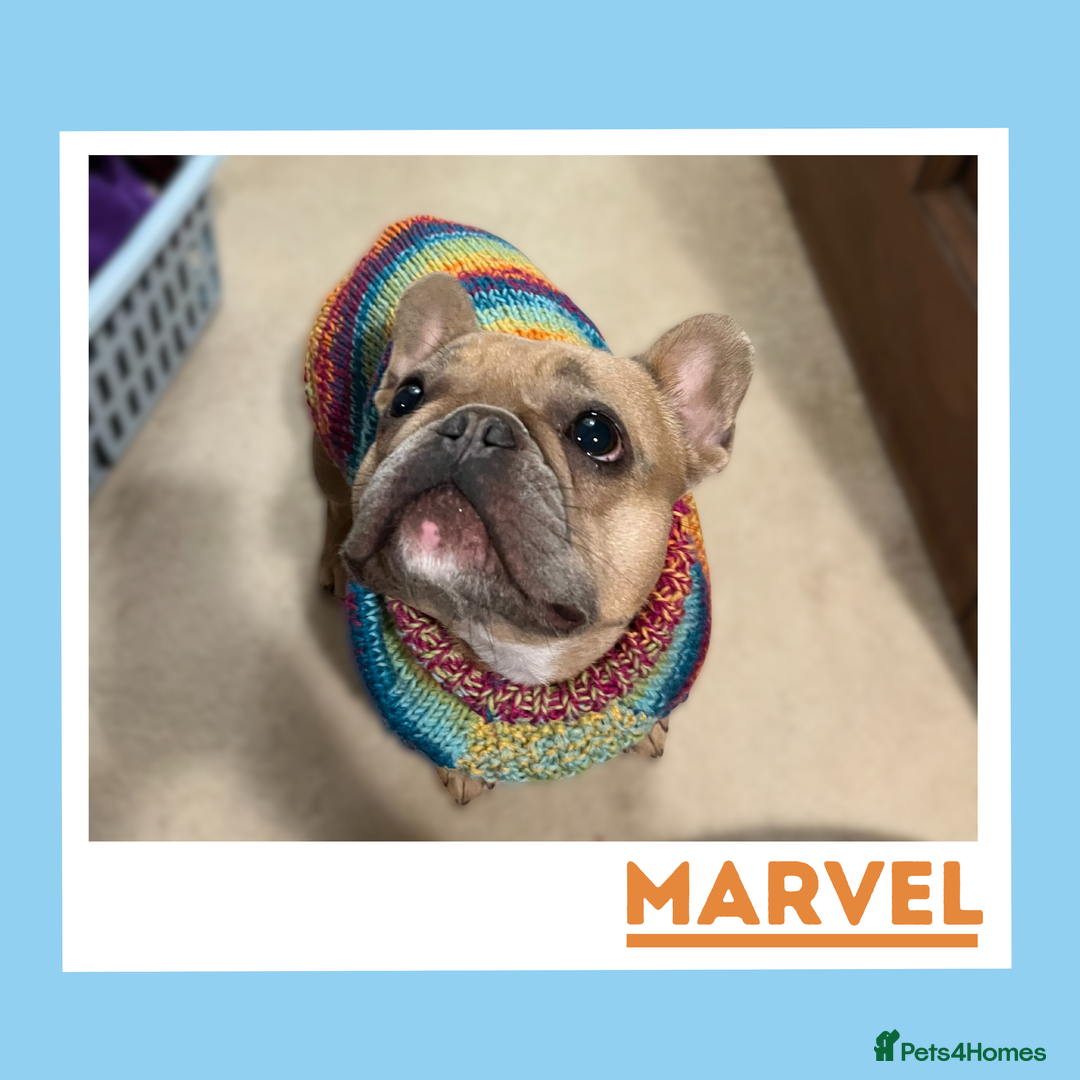 French Bulldog dogs for adoption: Your Affectionate Adventure Companion - Advert 3