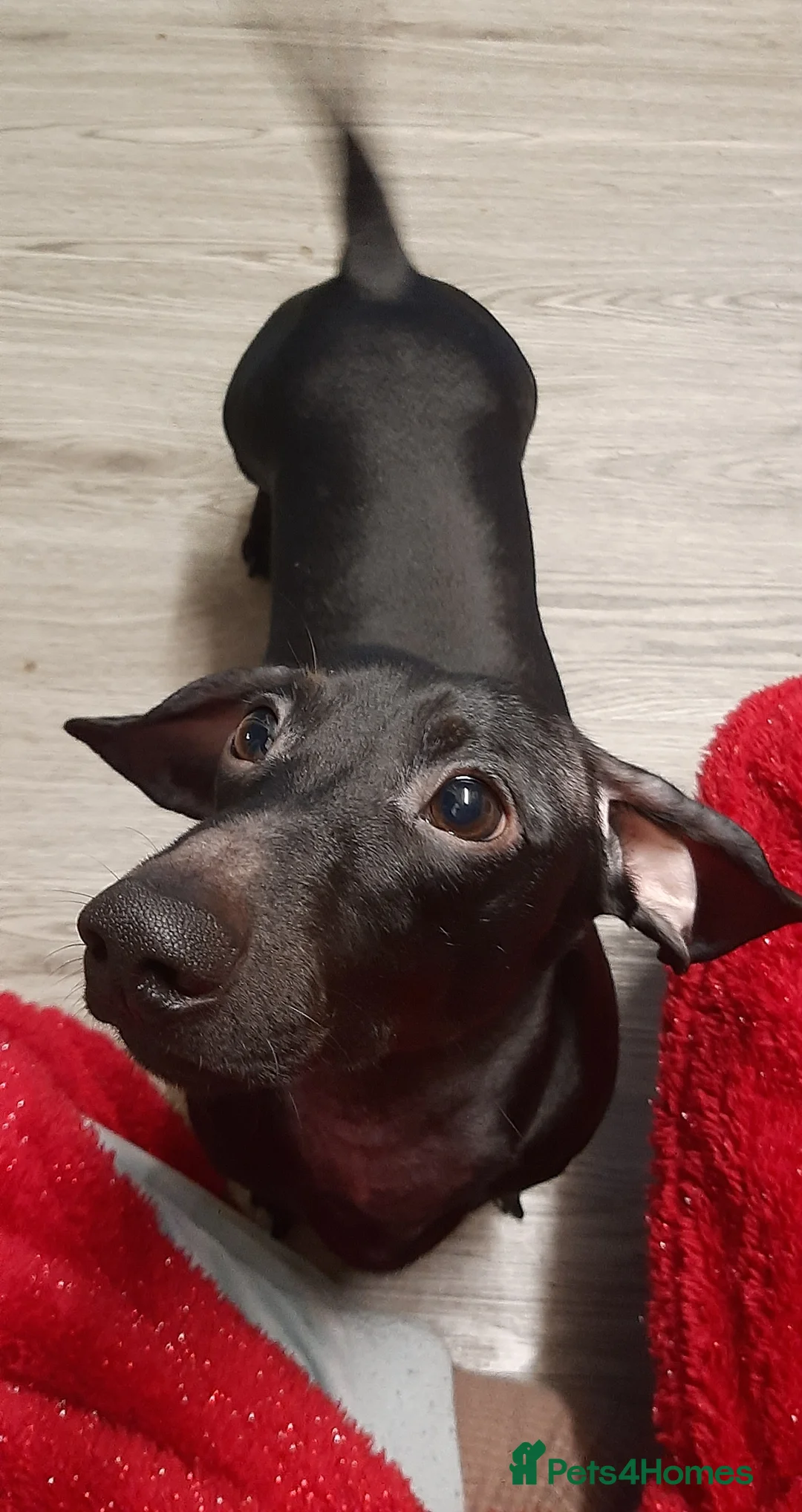 Miniature Dachshund dogs for stud: Very rare Pure black miniature dachshund stud - Advert 3