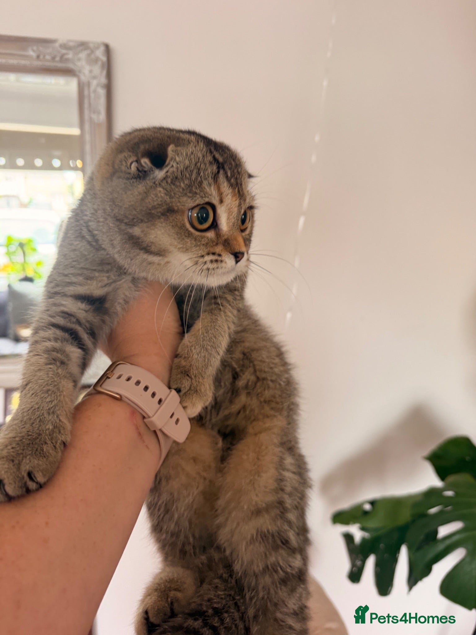 Scottish Fold cats Beautiful pedigree Scottish fold kittens - Advert 6