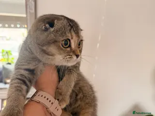 Scottish Fold cats Beautiful pedigree Scottish fold kittens - Advert 3