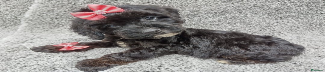 Cockapoo Puppy 5