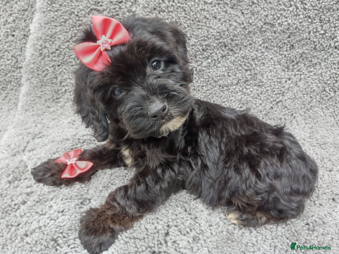 Cockapoo dogs for sale: Cockerpoo puppies - Image 8