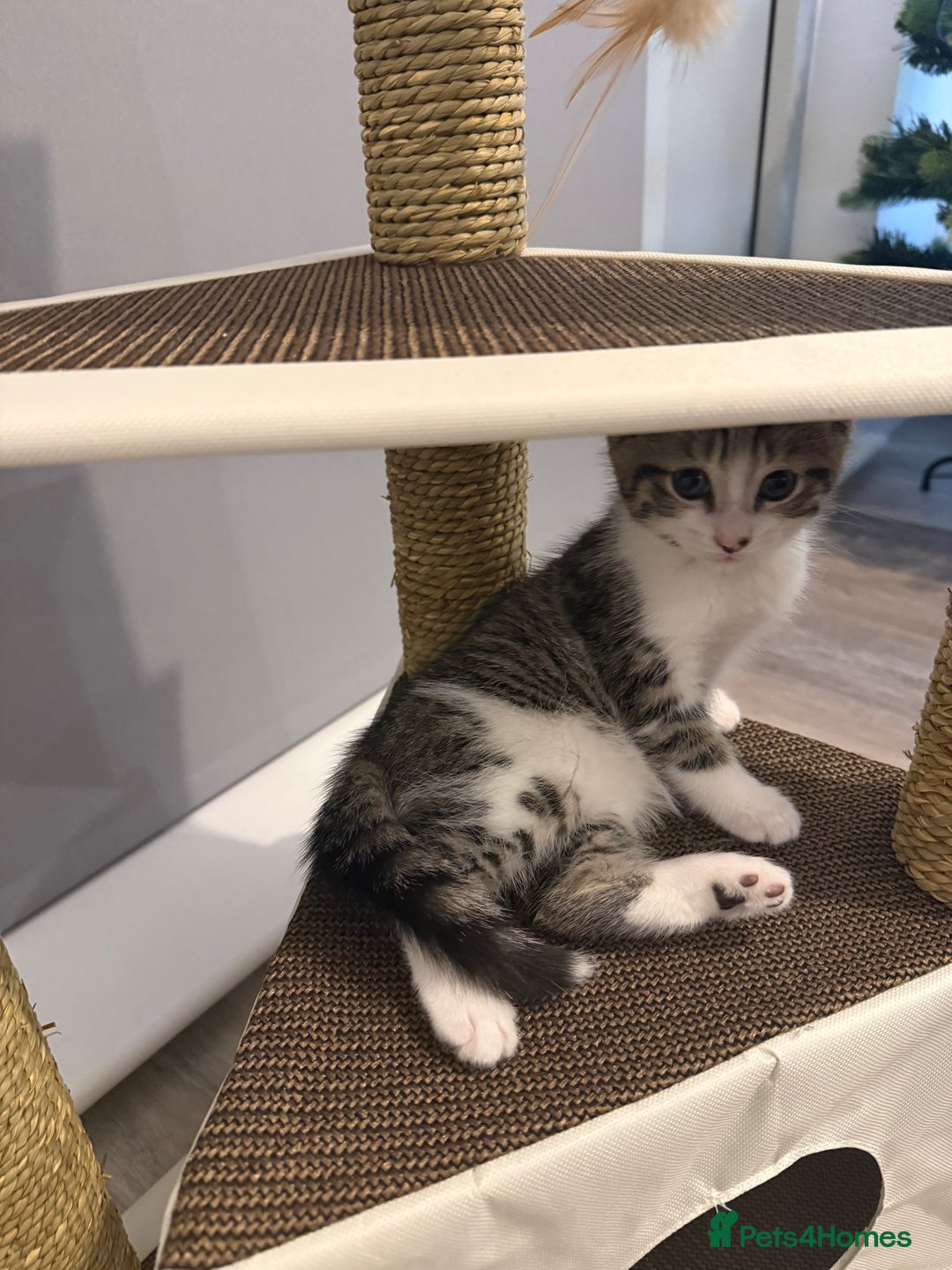 Mixed Breed cats for sale: Male kitten for sale  - Advert 2