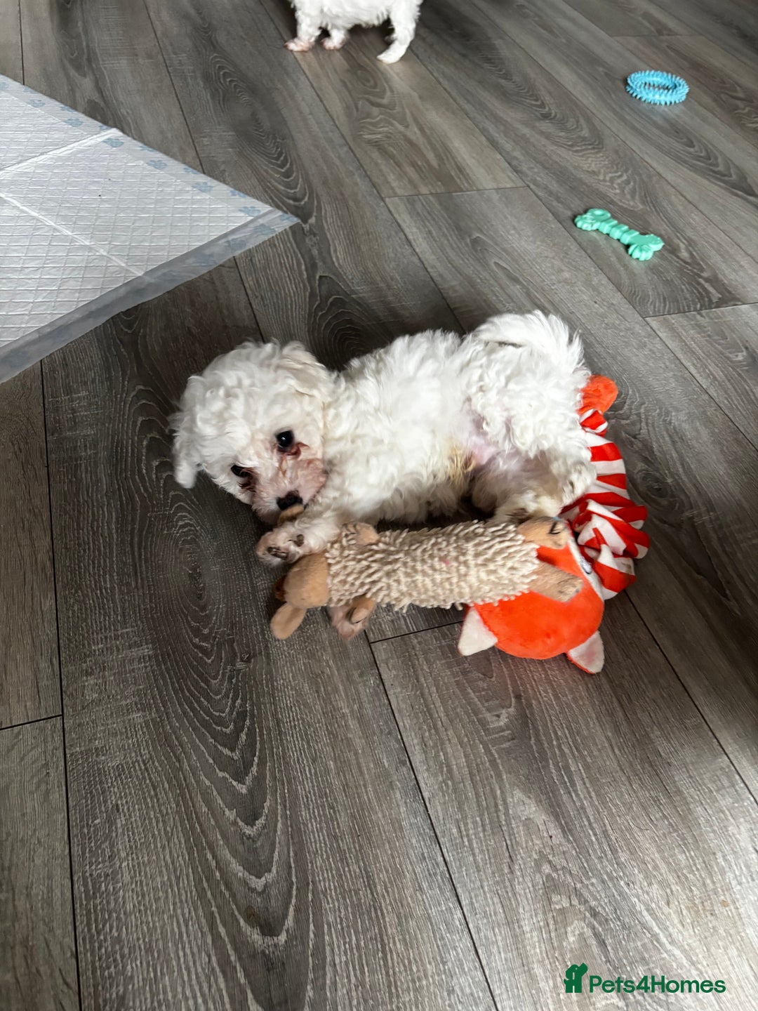 Bichon Frise dogs for sale: Bichon Frise Puppies - Image 10