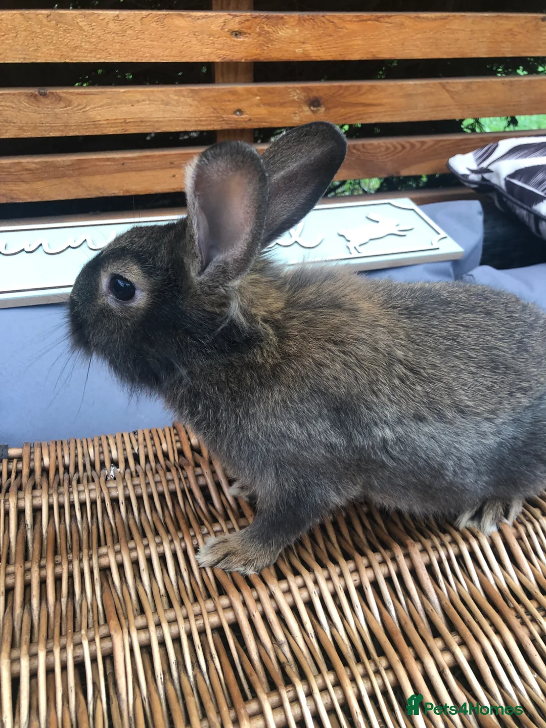 Lionhead rabbits for sale: Gorgeous fluffy Lionhead babies ready now - Advert 12