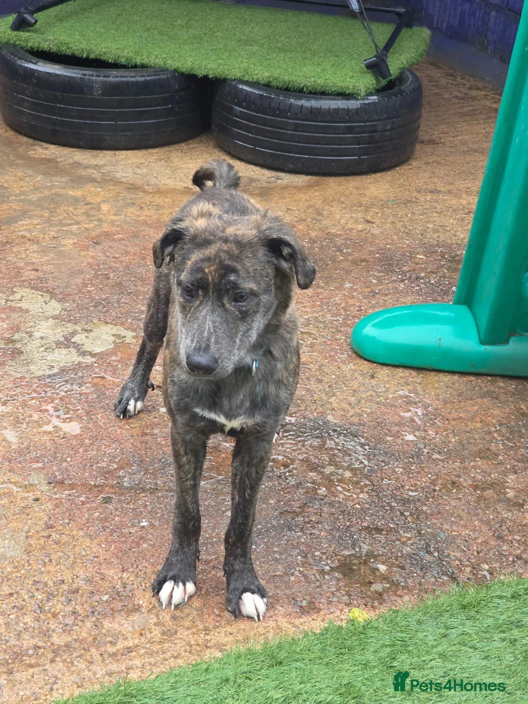 Mixed Breed dogs for sale: Urgent , mixed green 8 month old puppy - Advert 6