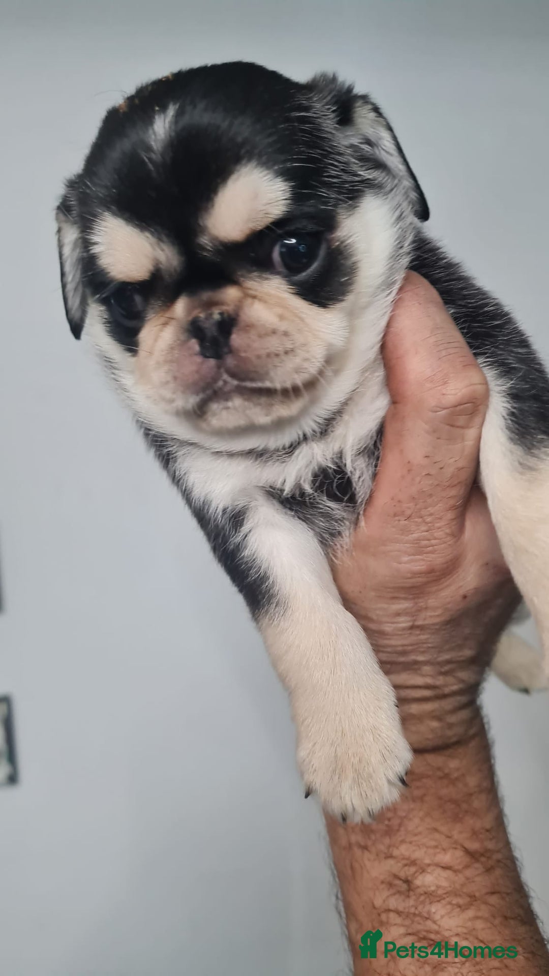 Pug dogs for sale: Pug 1 boy kc  - Advert 31