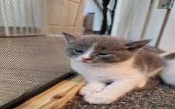 RagaMuffin cats for sale: 3 grey and white female kittens  - Image 12