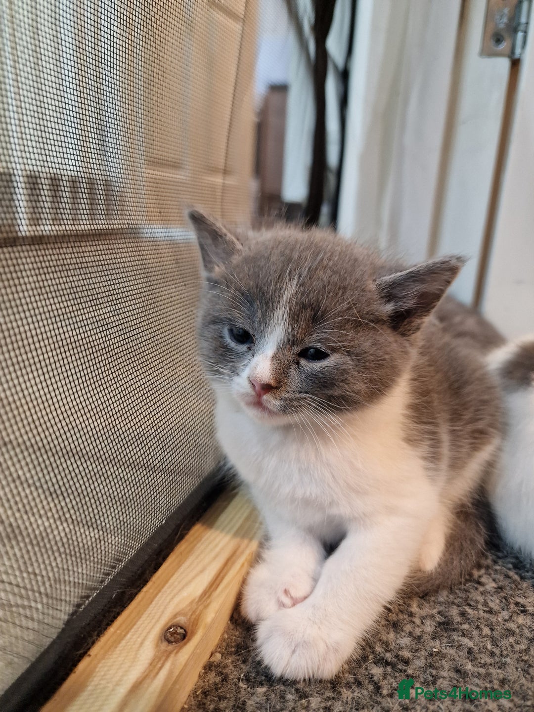 RagaMuffin cats for sale: 3 grey and white female kittens  - Image 12