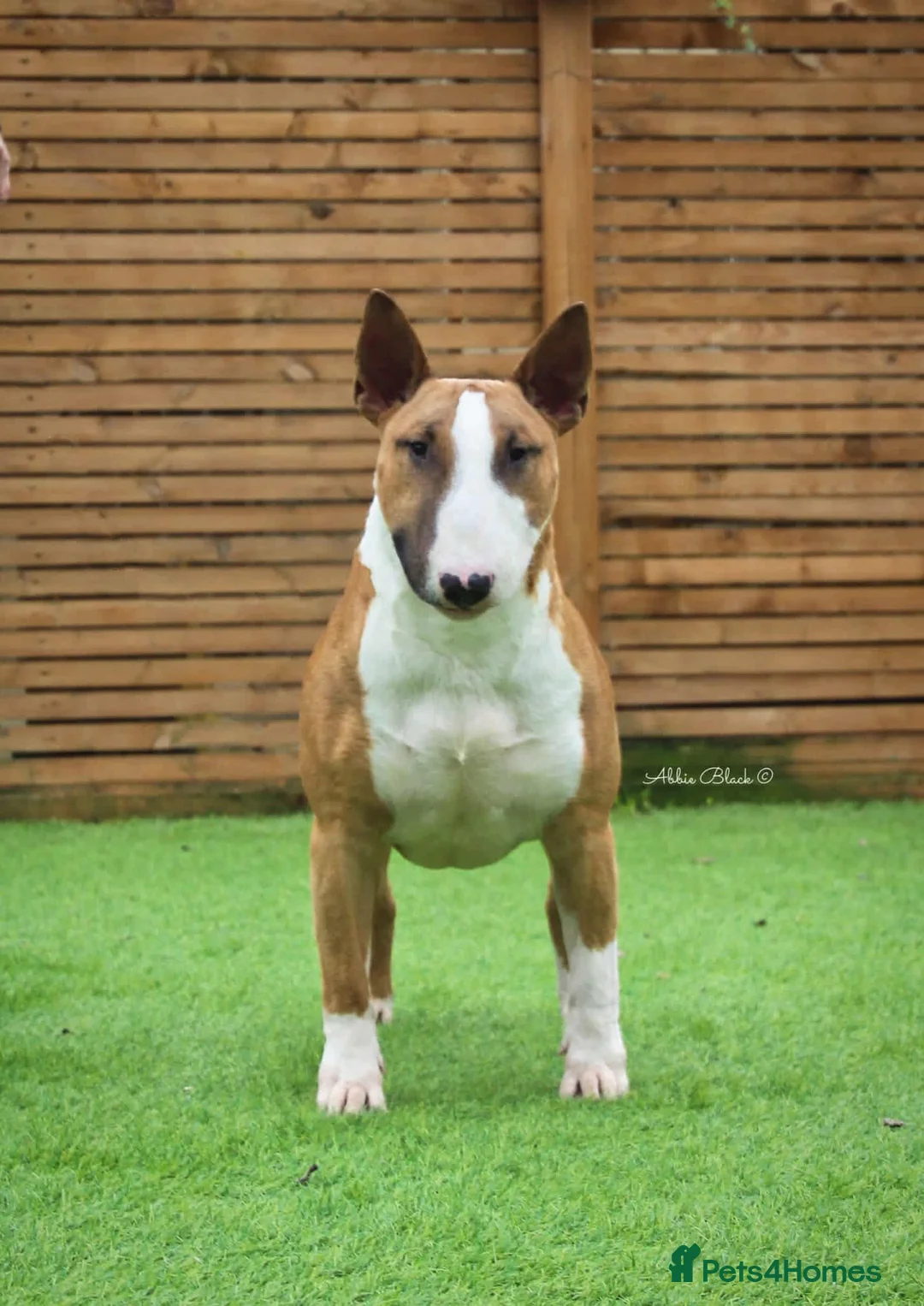 English Bull Terrier dogs for sale: Bull terrier standard. KC registered. BOY - Advert 20