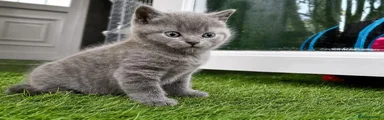 British Shorthair 1