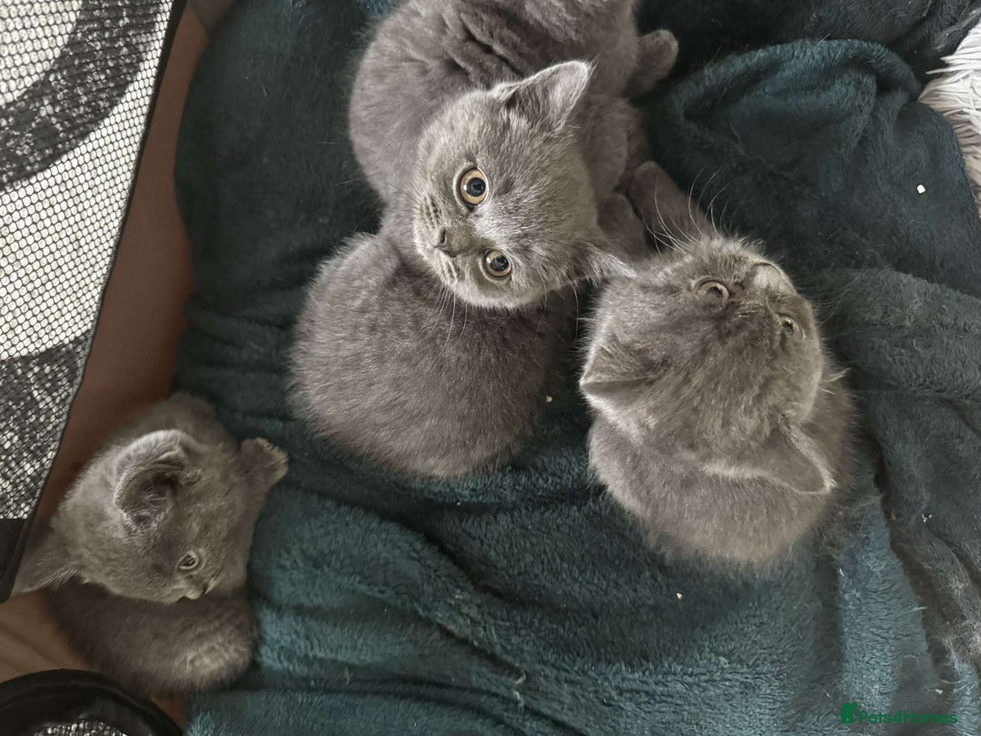 British Shorthair cats for sale: British short hair kittens - Image 14