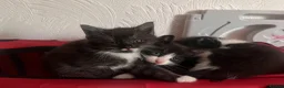 Mixed Breed cats for sale: Beautiful Mixed-Breed Kittens - Ready early July - Advert 9