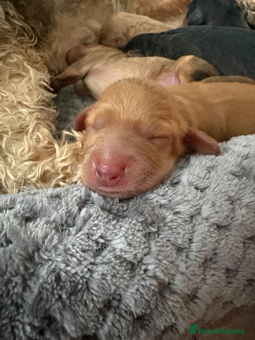 Cockapoo dogs for sale: Beautiful F2 cockapoo puppies  - Advert 27