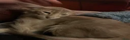 Oriental cats for sale: Beautiful lilac Oriental Longhair tabby boys - Advert 3