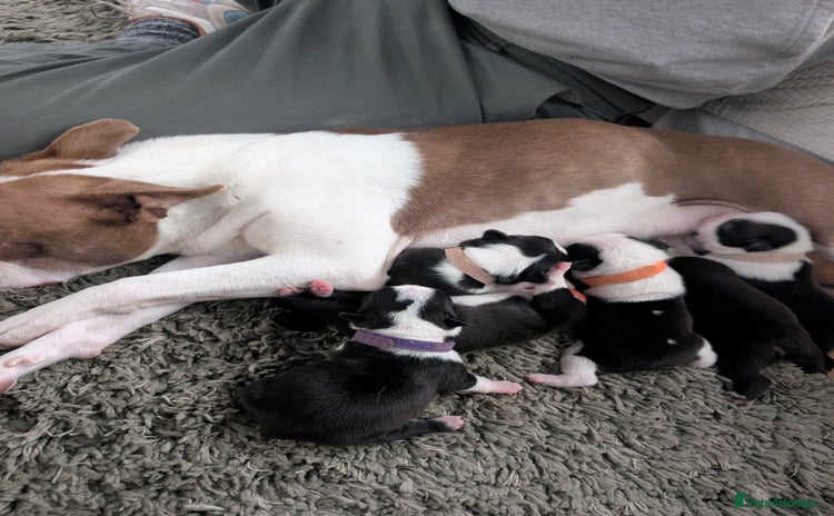 Boston Terrier dogs - Advert 7