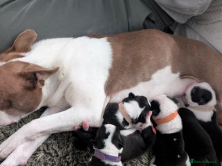 Boston Terrier dogs - Advert 3