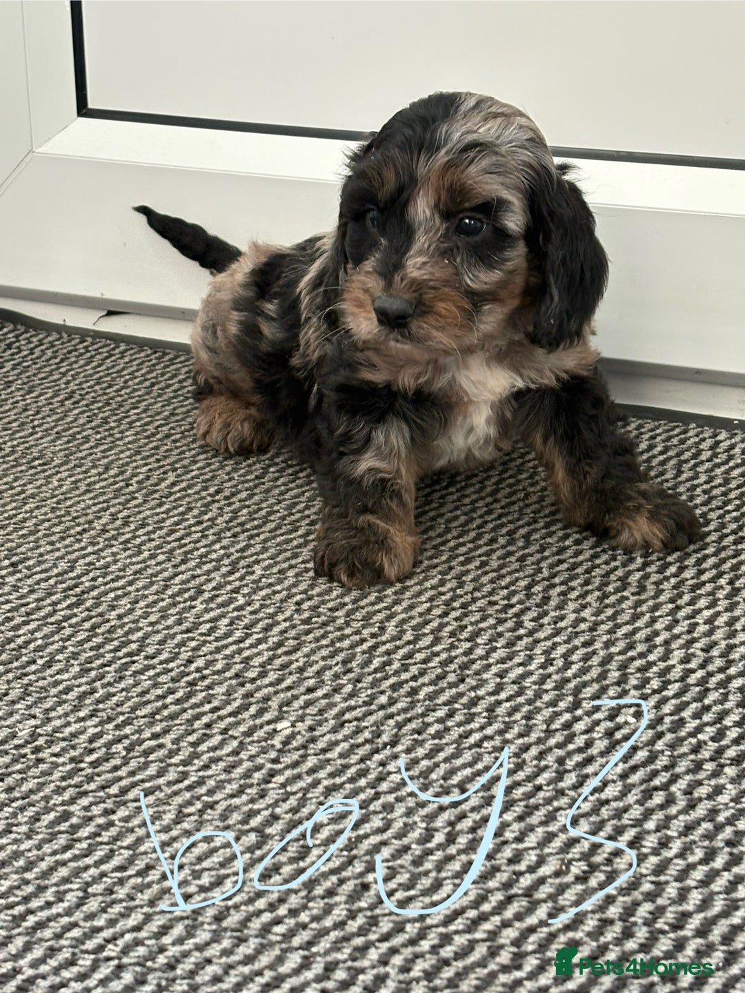 Cockapoo dogs for sale: Cockapoo puppies  - Image 1