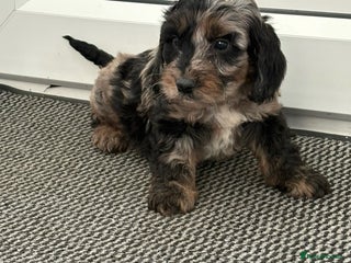 Cockapoo dogs - Advert 11