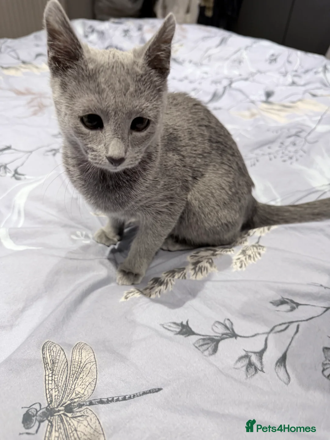 Russian Blue cats for sale: Adorable Russian blue kitten champion bloodline - Advert 9