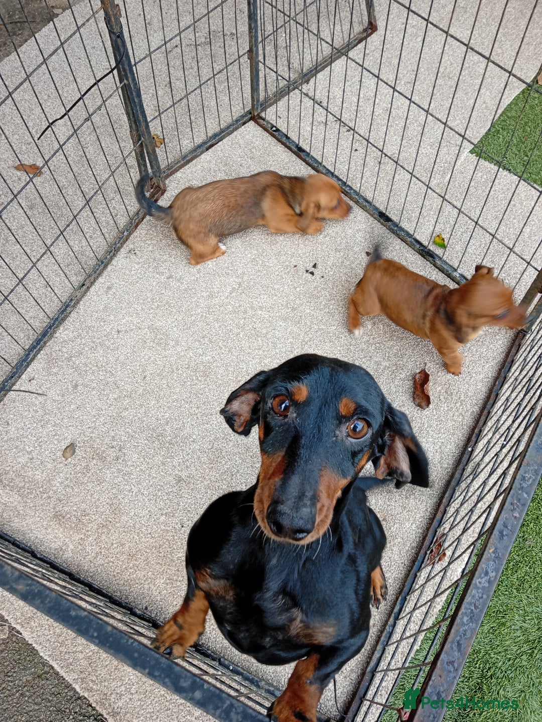Dachshund dogs for sale: Dachshund puppies - Advert 4