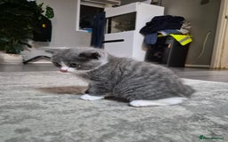 British Shorthair cats for sale: Adorable British Shorthair x Persian Kittens  - Image 12