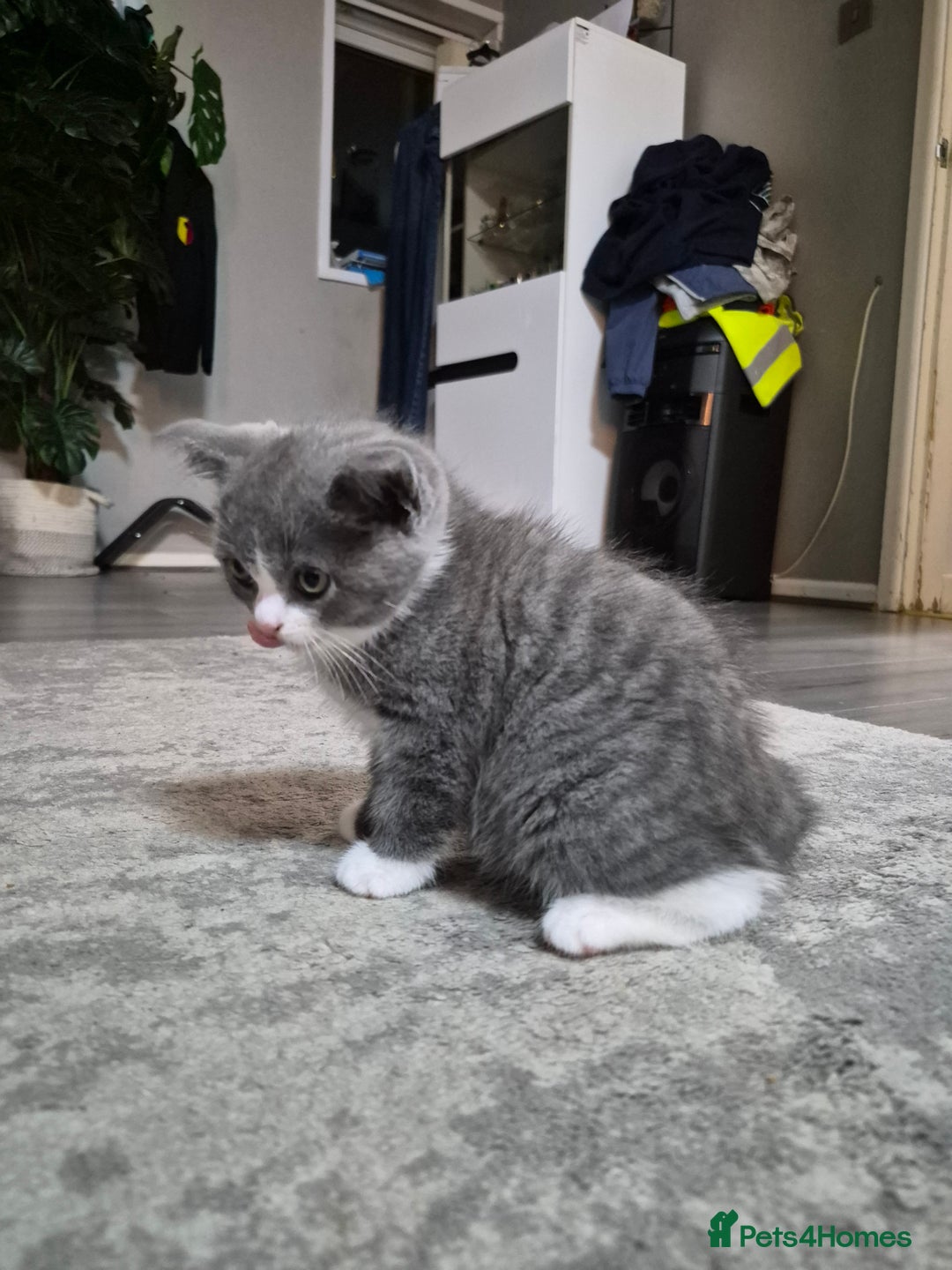 British Shorthair cats for sale: Adorable British Shorthair x Persian Kittens  - Image 12