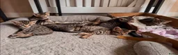 Bengal cats for sale: Bengal mix Kittens - Advert 2
