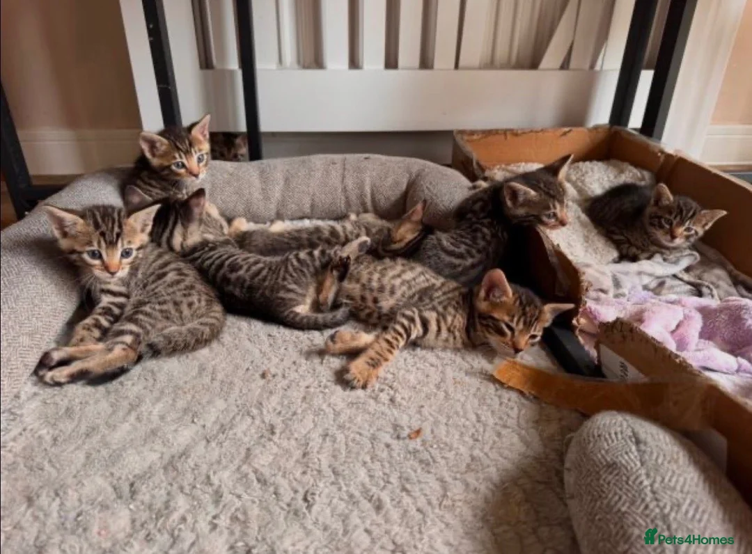 Bengal cats for sale: Bengal mix Kittens - Advert 2