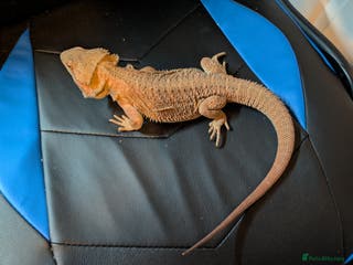 Bearded Dragon reptiles Bearded dragon - Advert 1