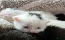 Mixed Breed cats for sale: Mixed kittens😻😽Ragdoll x domestic 🙀👌 - Advert 13