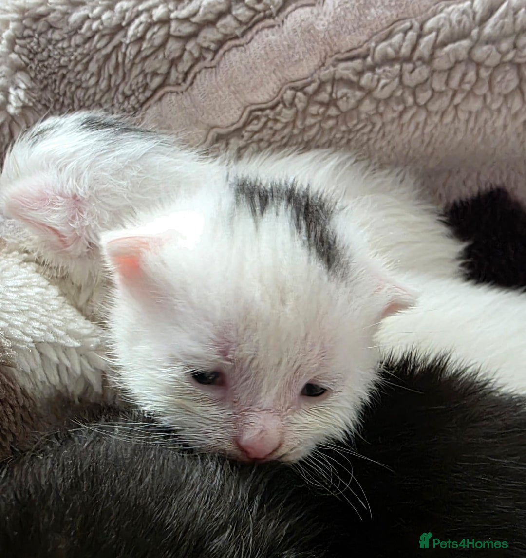 Mixed Breed cats for sale: Mixed kittens😻😽Ragdoll x domestic 🙀👌 - Advert 13