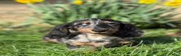 Miniature Dachshund dogs for sale: miniature longhaired dachshund's - Advert 2