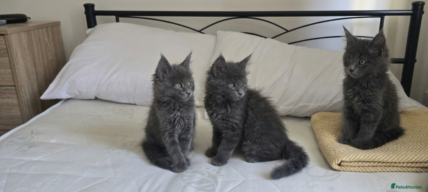 Maine Coon cats Maine Coon Kitten ready - Advert 13